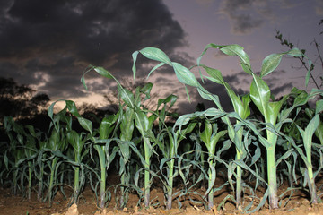 corn planting at night