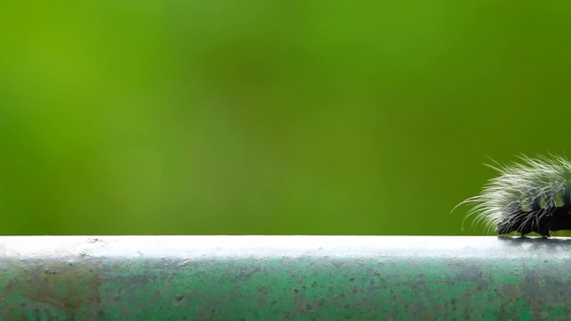 Macro furry caterpillar walking on steel bar and green blur background
