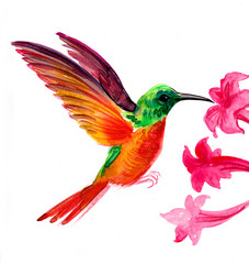 Flying colorful colibri and red flowers