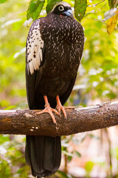  black-fronted piping guan (jacutinga) in the Zoo