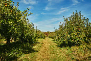 Fototapeta na wymiar Apple trees in a autumn orchard. Beautiful blue sky.