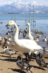 猪苗代湖 白鳥・カモ