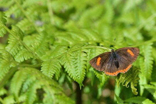 Butterfly from the Taiwan (Heliophorus ila matsumurae) Red Edge yellow little butterfly