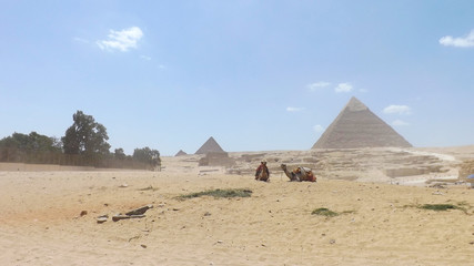 Egypt. Pyramids. Camels. Attractions of Egypt. Two camels.
