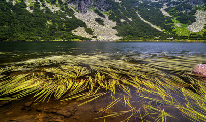 Beautiful landscape with lake and green grass in the mountain