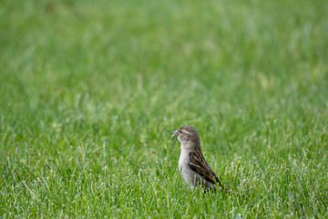 Sparrow Eating