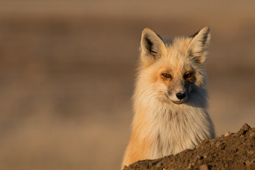 Obraz premium Red fox