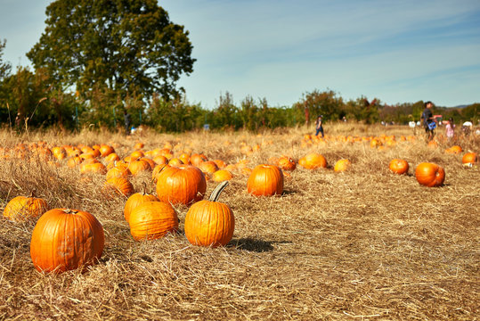 Download Free Pumpkin Patch Background Photos Royalty Free Images Graphics Vectors Videos Adobe Stock PSD Mockup Template