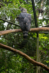 Brazilian Wildlife in the Zoo - Harpy Eagle (Harpia)