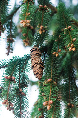 Pine cones on a conifer
