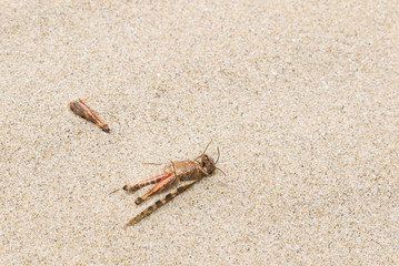 Remains of a dead grasshopper lying on a beach on Kangaroo Island in South Australia, Australia