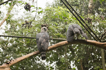 Brazilian Wildlife in the Zoo - Harpy Eagle (Harpia)