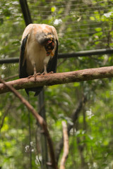 Brazilian Wildlife in the Zoo - King Vulture