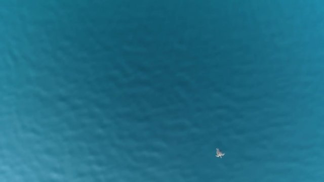 Turtles