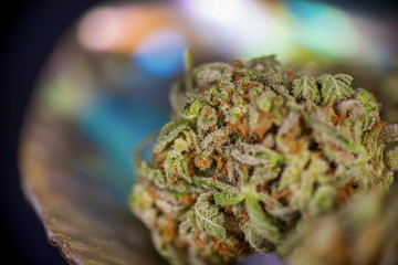 Cannabis buds (sour tangie strain) isolated on black inside abalone shell