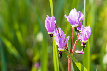 pink shooting star flower with green background under the sun