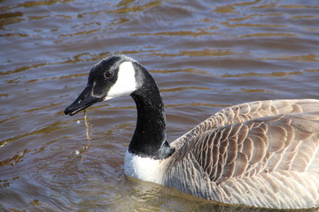 Goose Eating, Gold Bar Park, Edmonton, Alberta
