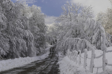 Massif de la Chartreuse - Grésivaudan - Isère.