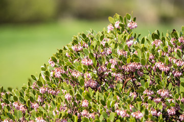green bushes with tiny pink flowers on top under the sun