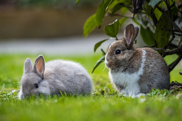 two cute little bunny resting on the green grassy ground near a bush