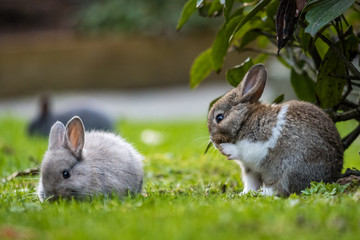 portrait of cute tiny brown rabbit with white chest hair sitting on the green grassy ground