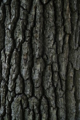 tree texture
