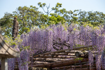 Wisteria of Ushijima in Kasukabe city. Saitama, Japan