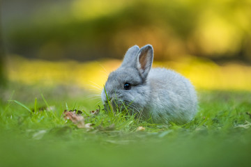 cute grey bunny eating grass with creamy back and fore ground