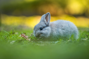 cute grey bunny eating grass in the shade with creamy fore-ground and background