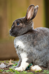 close up portrait of white chested rabbit