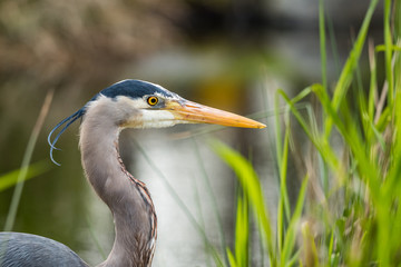 Great Blue Heron close up near the pond in the park