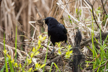 crow with mouthful of building materials for its nest