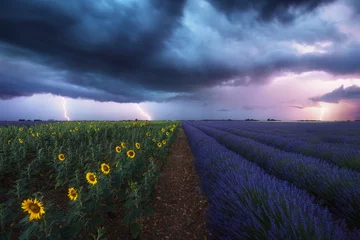 Tuinposter Gebied van lavendel en zonnebloemen onder onweer en bliksem. Provence, Frankrijk © Beboy