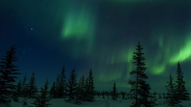 Aurora Borealis And Forest Time-Lapse