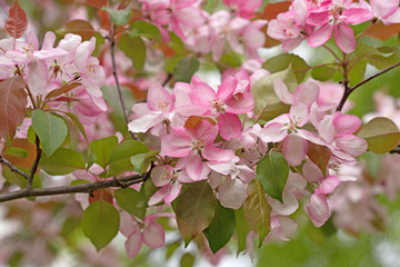 Blühender Zierapfel, Malus