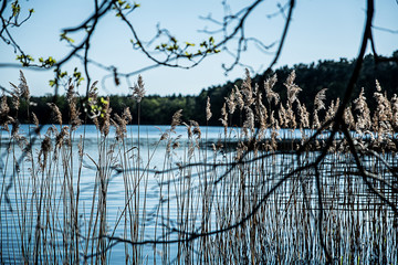 Am See