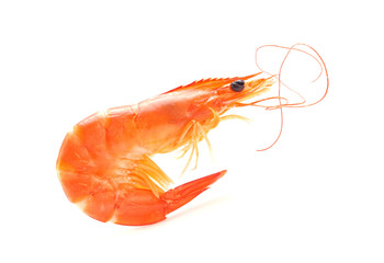 Shrimp
