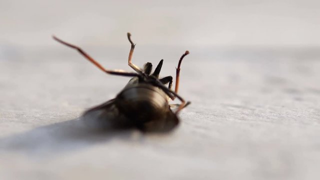 Close up of dying horse fly on floor