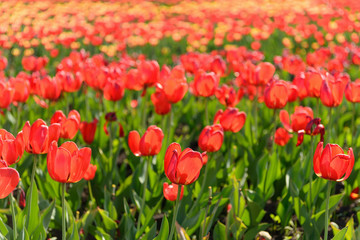 spring tulips field