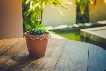 Small cactus on wood table in warm light tone include space for add text or graphic