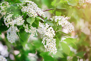 Spring. The flowering time of lilac. Beautiful lilac flowers and green leaves in the garden.