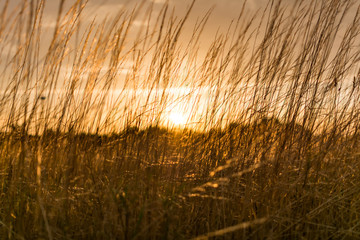 Sunset over a field