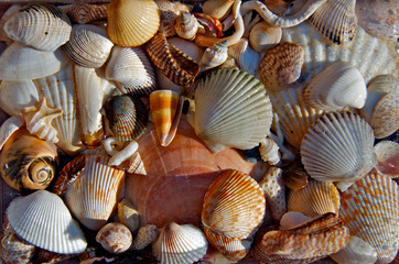 Shell abstract 