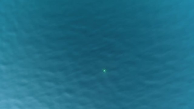 Turtles