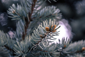 fir branch tip macro
