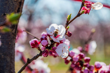 Abricotier en fleurs et abeilles.
