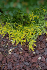 Fototapeta na wymiar Gold Moss Sedum sedum de oro is blooming over lava rock in the garden. This ground or base cover succulent features a bright yellow color. 
