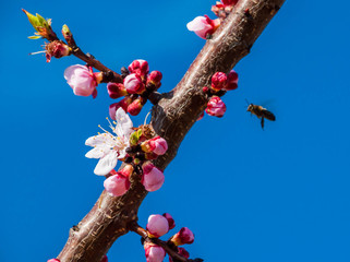 Abricotier en fleurs et abeilles. - obrazy, fototapety, plakaty