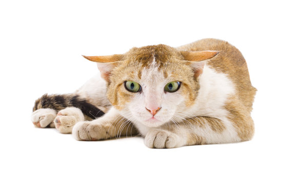 Indian Beautiful Domestic Cat Isolated on White Background