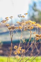 Dry grass on a spring meadow.